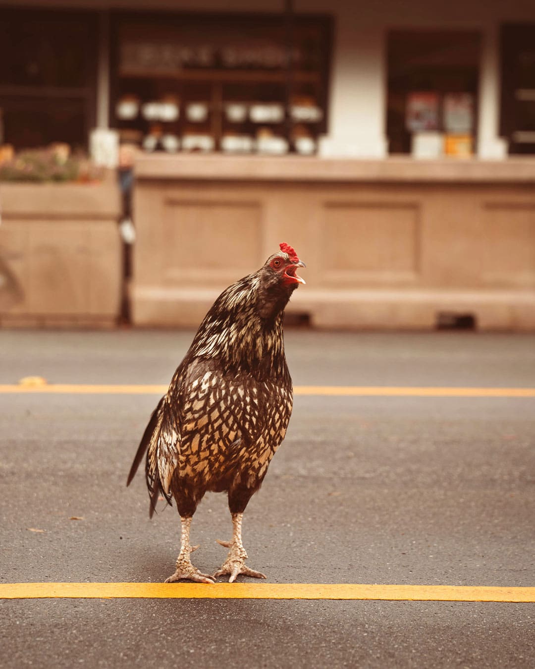 Chicken standing in the middle of road